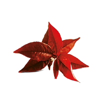 Té Rojo
