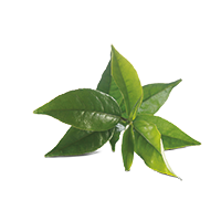Té Verde