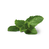 Menta